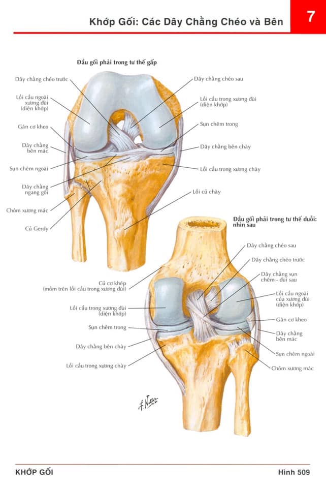  DẤU HIỆU ĐỨT DÂY CHẰNG CHÉO SAU